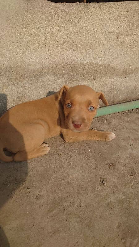 American Pitbull terrier puppies 4