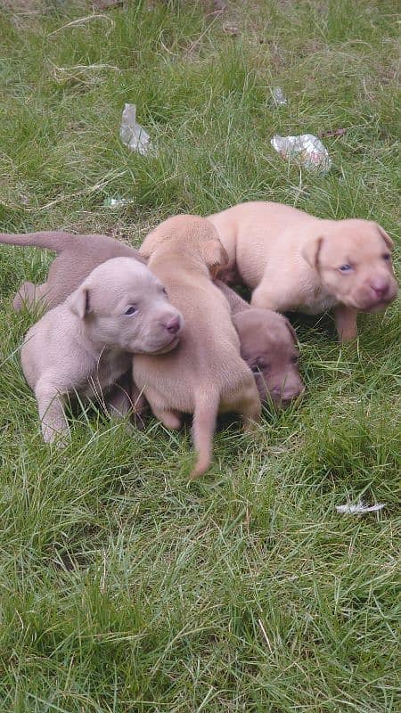 American Pitbull terrier puppies 5