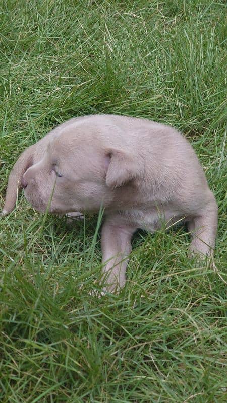 American Pitbull terrier puppies 6