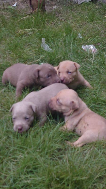 American Pitbull terrier puppies 7