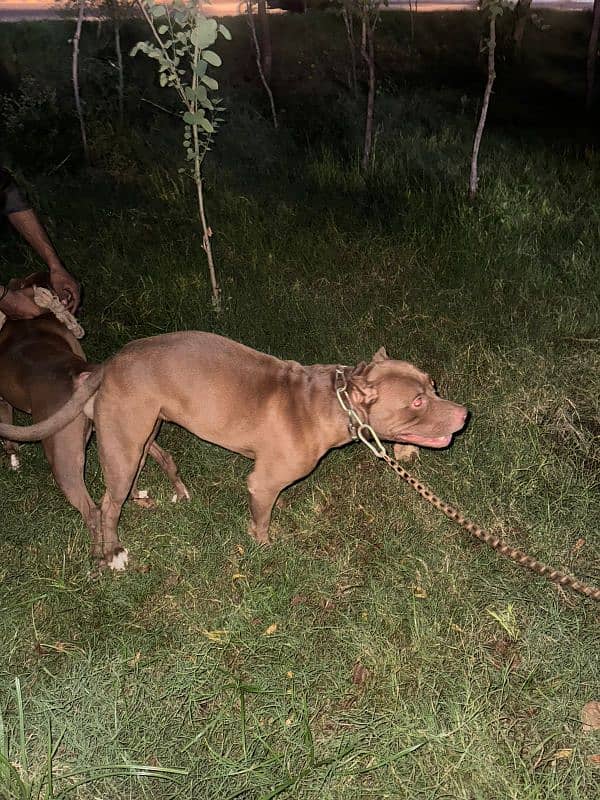 American Pitbull terrier puppies 8