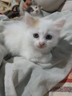 Persian kitten for sale