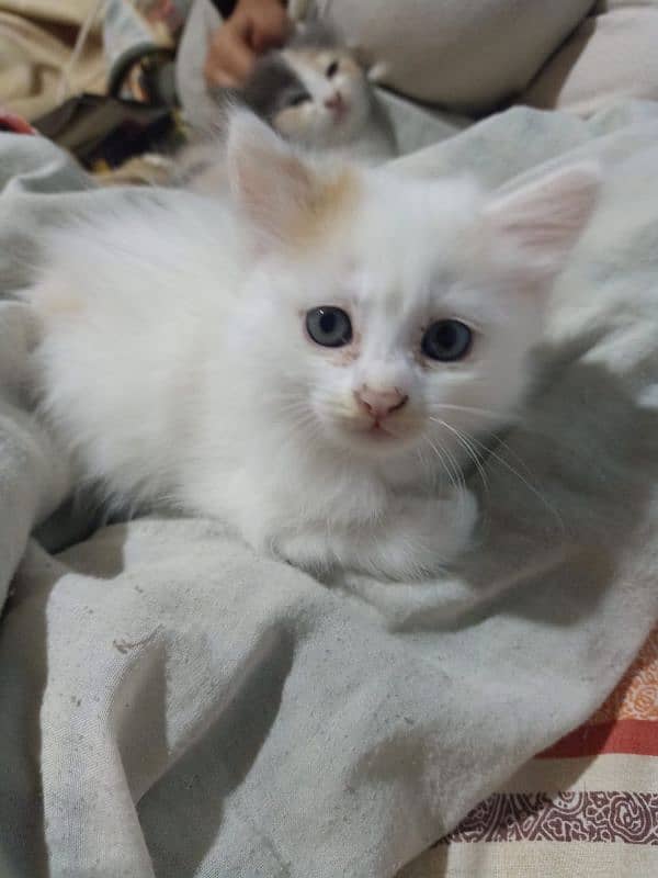 Persian kitten for sale 0