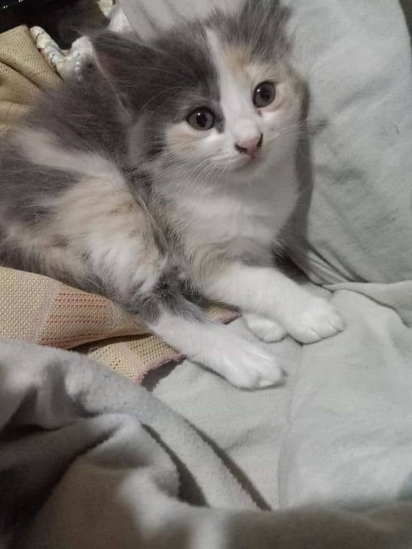 Persian kitten for sale 1