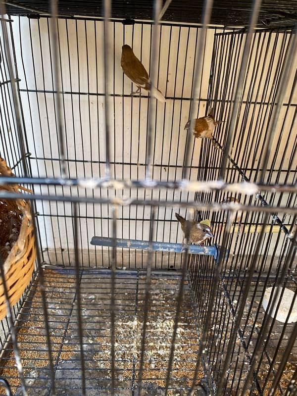 Gouldian finches available 0