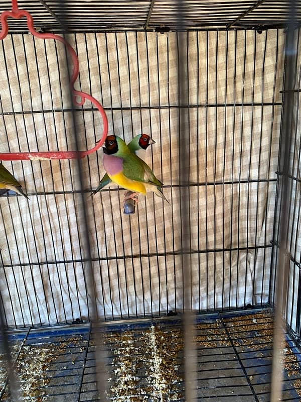 Gouldian finches available 1