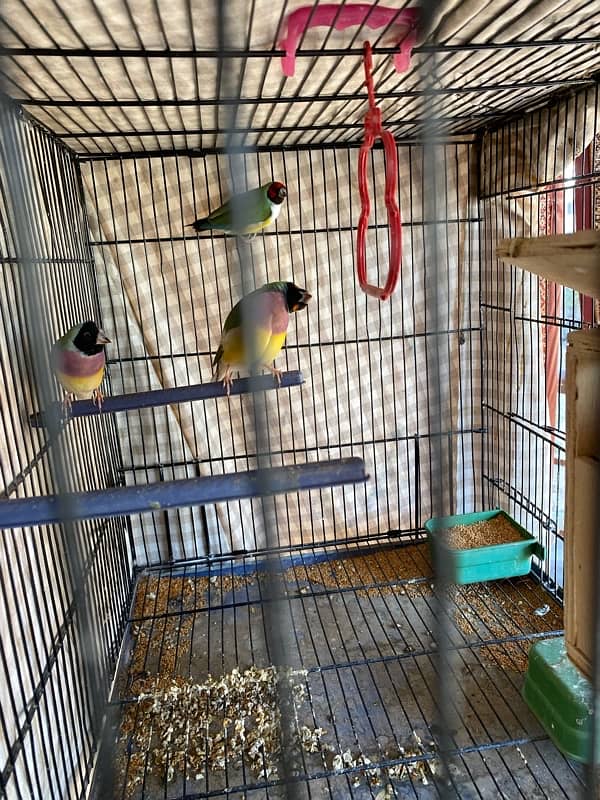 Gouldian finches available 2