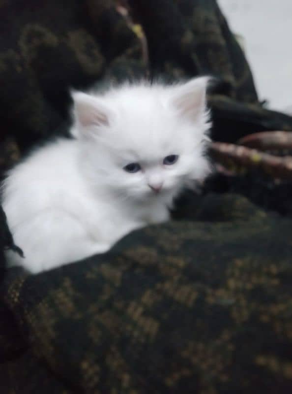 Persian kittens/ cats/ female/male for sale 6