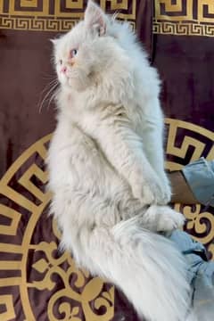 Persian cat with blue eyes & Pink nose