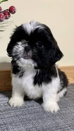 pure breed shih tzu 2 male and 2 female