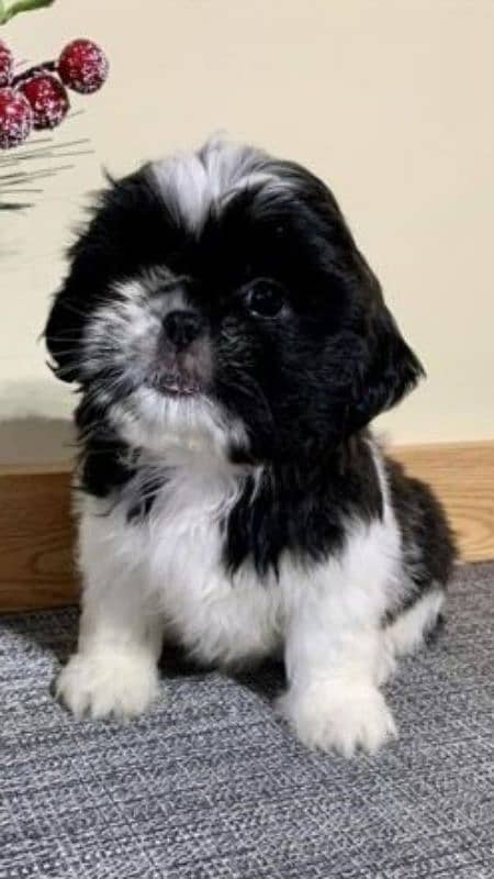 pure breed shih tzu 2 male and 2 female 0