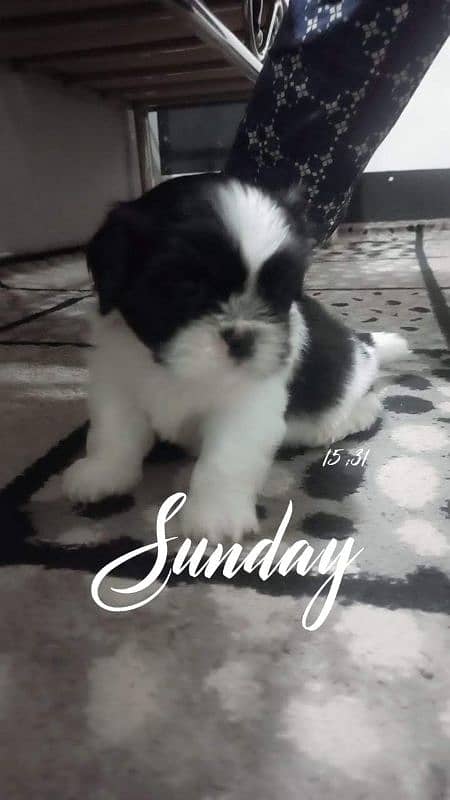 pure breed shih tzu 2 male and 2 female 1