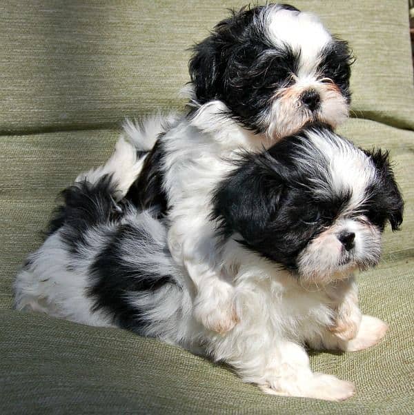 pure breed shih tzu 2 male and 2 female 2