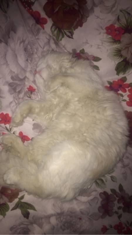 pink nose persian white Female Cat 1