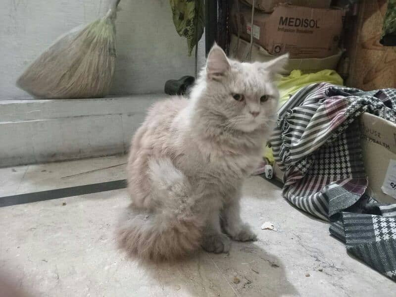 Persian Cat Female 1