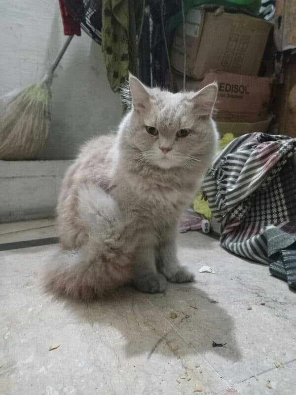 Persian Cat Female 2