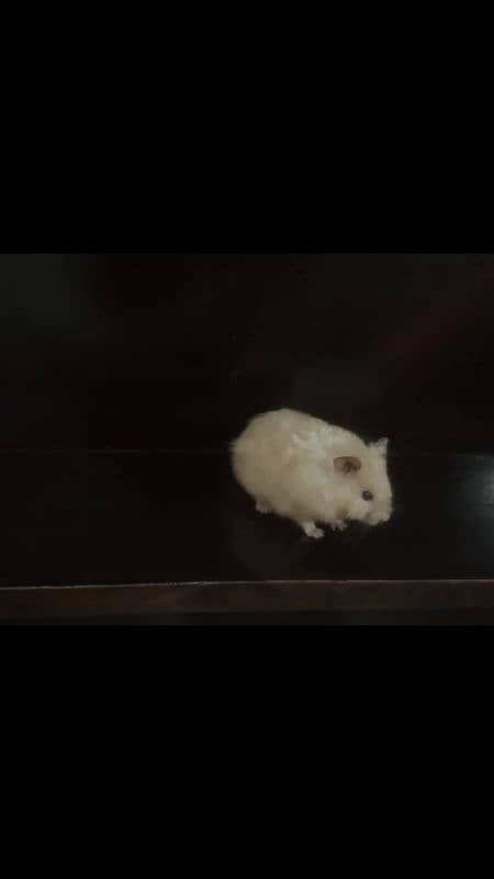 friendly & tamed hamster for sale! 3