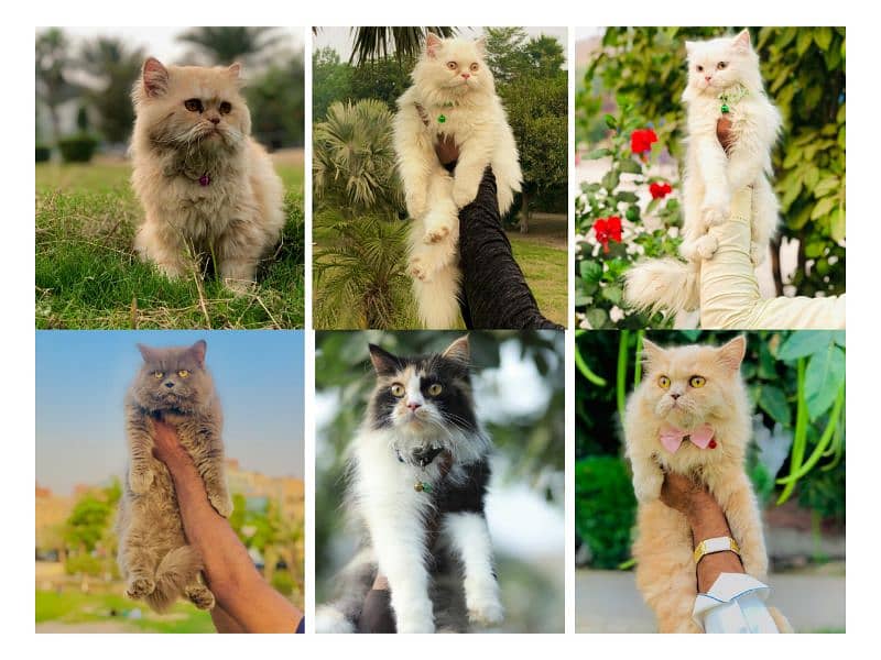 Persian hamalian british punch face piki face cat's and kitten's 0