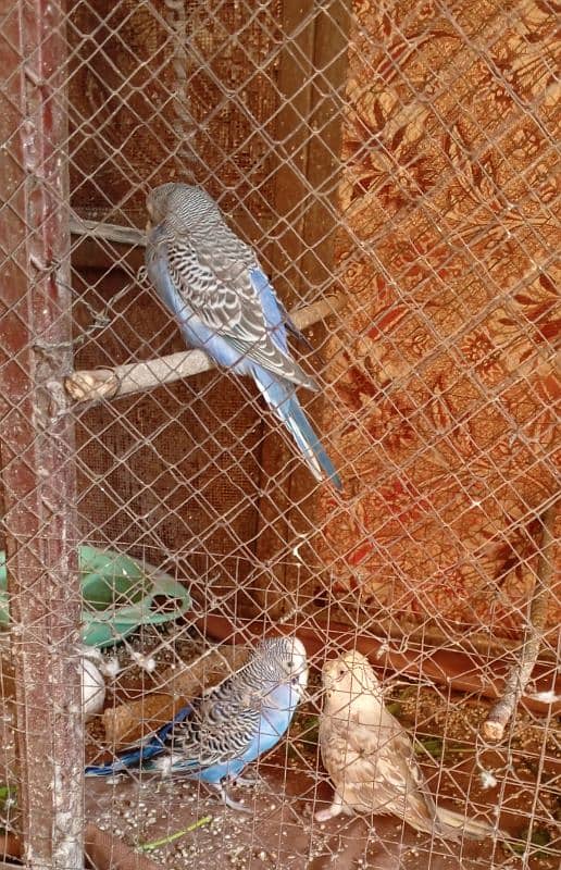 Australian Parrots 3