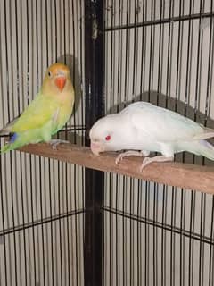 albino lovebird