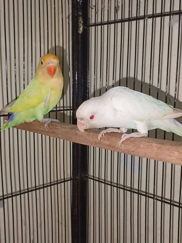 albino lovebird 0