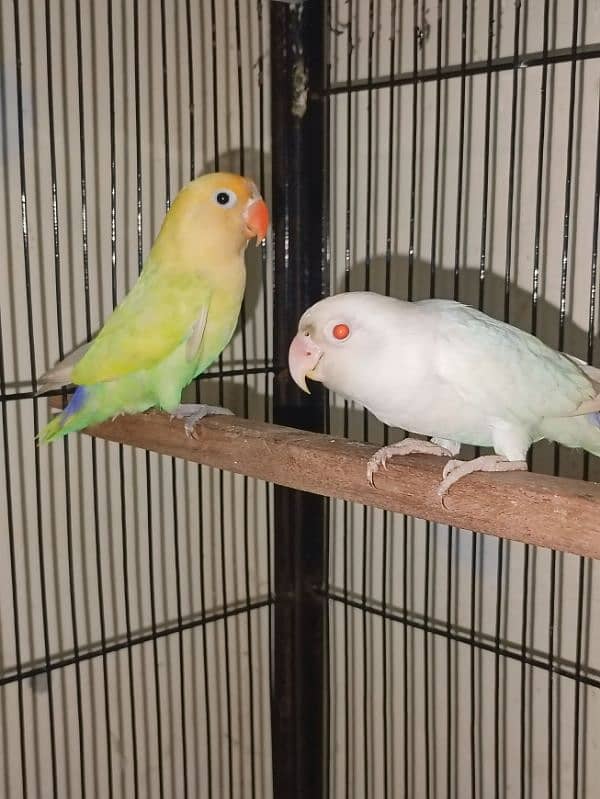 albino lovebird 1