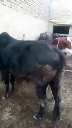 bull for sale