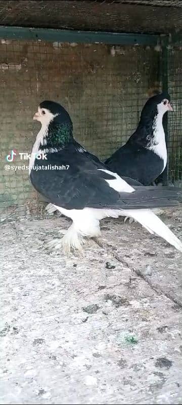 pigeon pairs Available muki sherazi 0