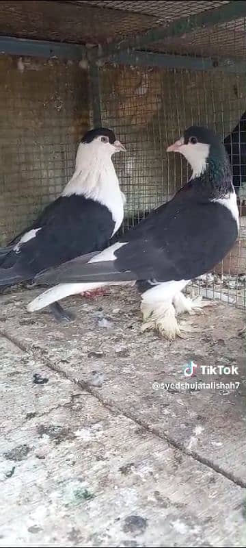 pigeon pairs Available muki sherazi 1