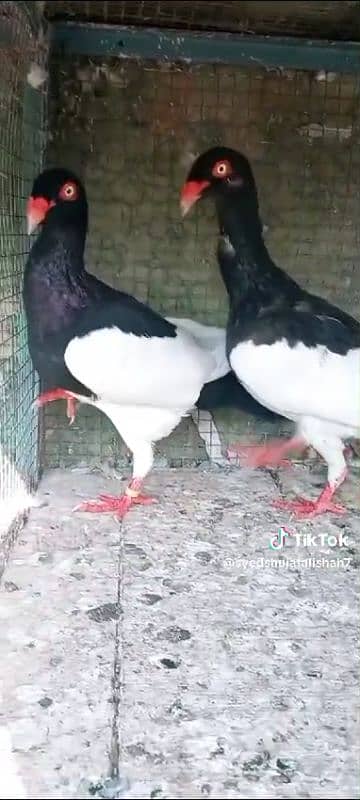 pigeon pairs Available muki sherazi 2