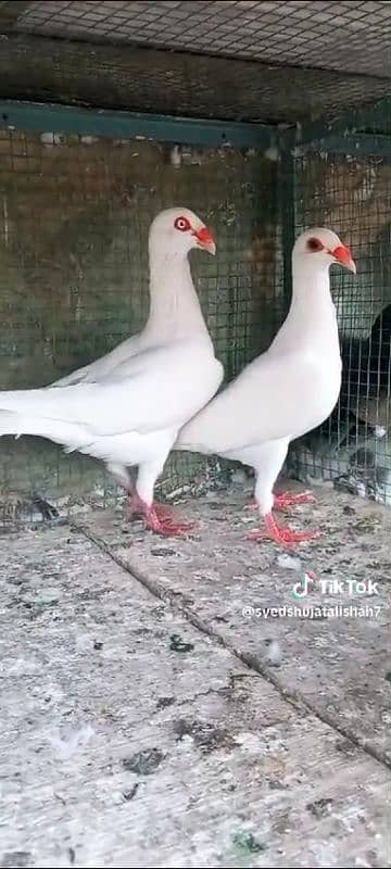 pigeon pairs Available muki sherazi 3