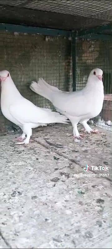 pigeon pairs Available muki sherazi 4