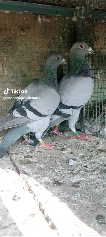 pigeon pairs Available muki sherazi 6