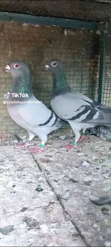 pigeon pairs Available muki sherazi 7