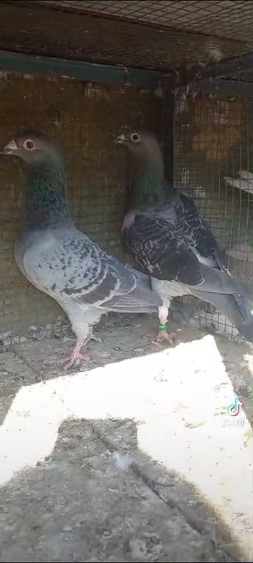 pigeon pairs Available muki sherazi 8