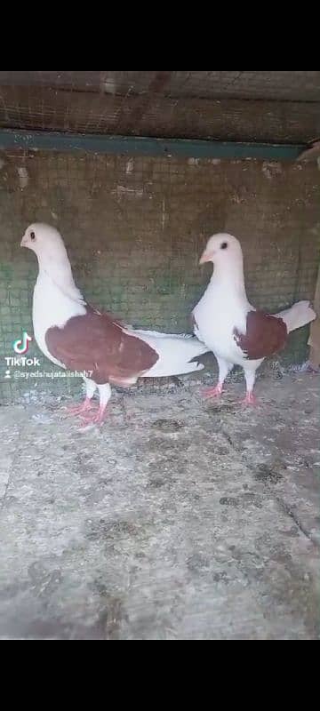 pigeon pairs Available muki sherazi 9