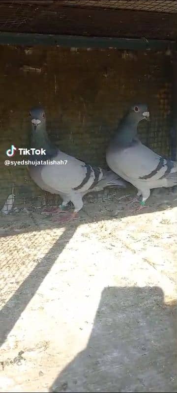 pigeon pairs Available muki sherazi 10