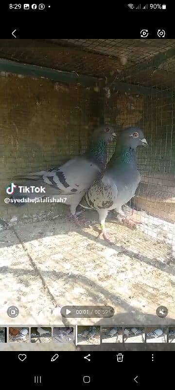 pigeon pairs Available muki sherazi 12