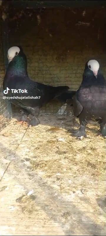 pigeon pairs Available muki sherazi 13