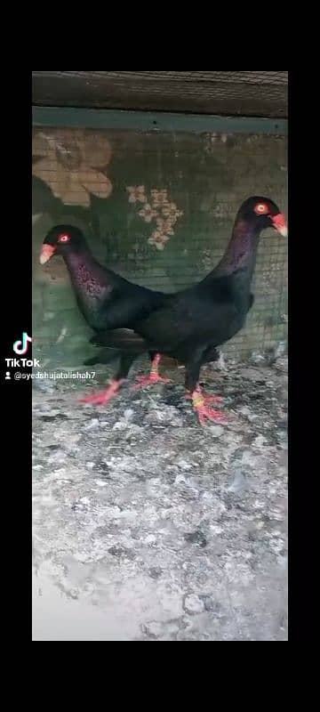 pigeon pairs Available muki sherazi 14