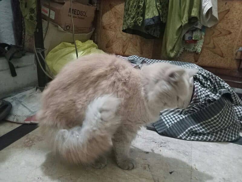 Persian Cat 0