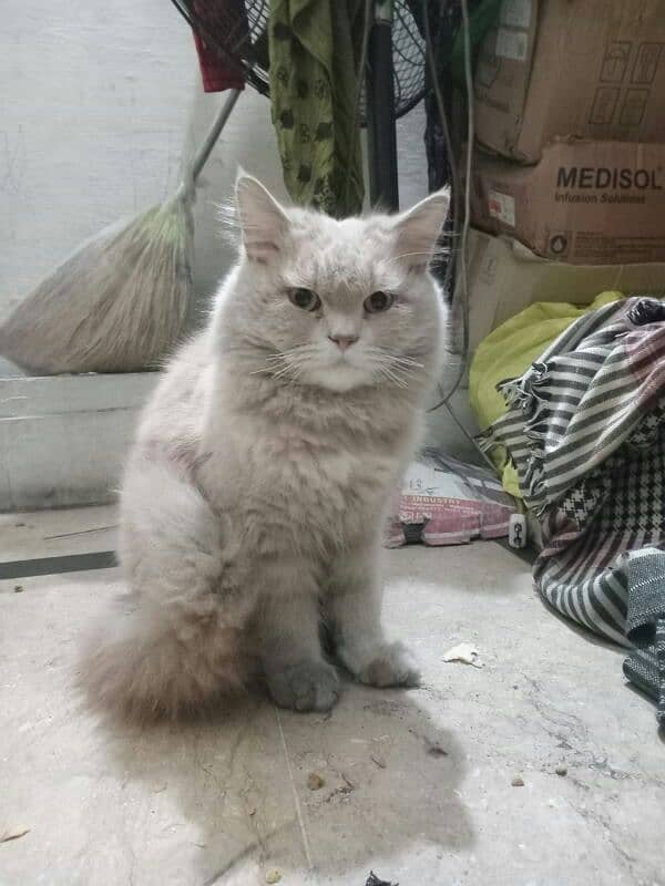 Persian Cat 1