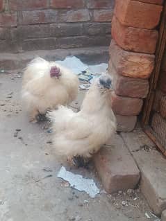 Bentam/Silkie