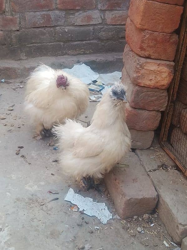 Bentam/Silkie  pair 0326-4981493 0