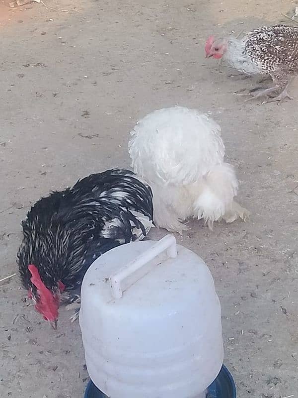 Bentam/Silkie  pair 0326-4981493 1