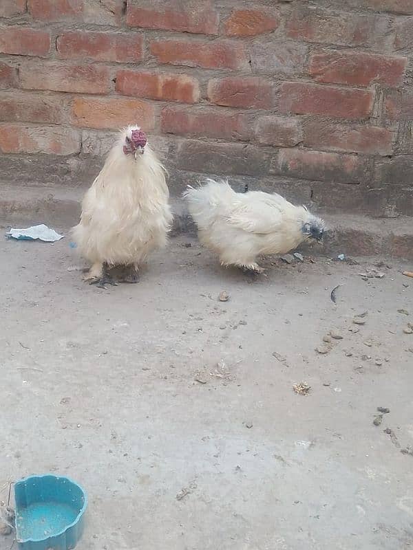 Bentam/Silkie  pair 0326-4981493 3