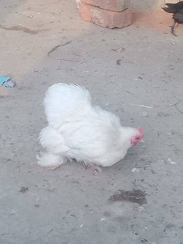 Bentam/Silkie  pair 0326-4981493 4