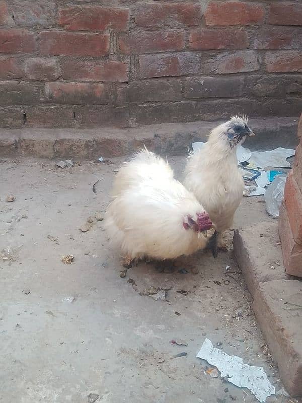 Bentam/Silkie  pair 0326-4981493 5