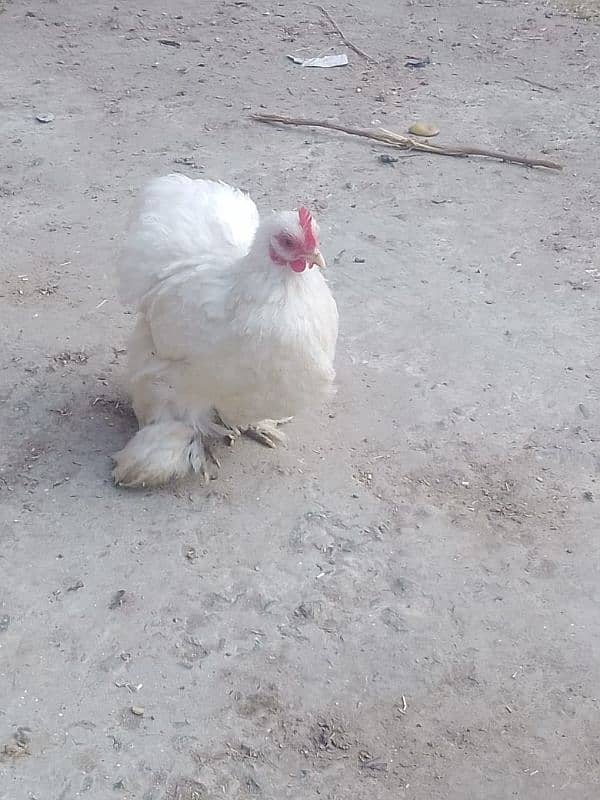 Bentam/Silkie  pair 0326-4981493 9