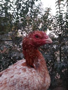 High Quality Peeli Aseel hen for sale